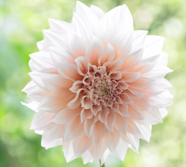 Dahlia Cafe Au lait, 'Cafe Au Lait' Dahlia, Decorative Dahlias, Dinner Plate Dahlias, Dinnerplate Dahlias, Giant Dahlias, Cream Dahlia Flowers, Dahlia Tubers, Dahlia Bulbs, Dahlia Flower, Dahlia Flowers, summer bulbs