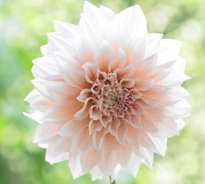 Dahlia 'Café Au Lait