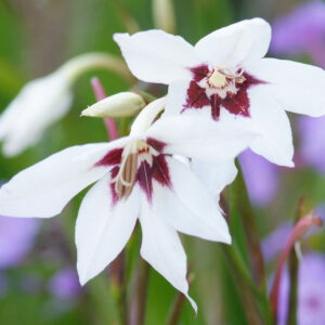 Gladiolus Murielae, Abyssinian Gladiolus, Peacock Flower, Acidanthera, Fragrant Gladiolus, Sword Lily, Peacock Orchid