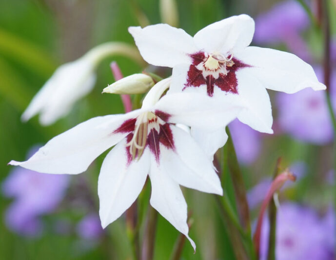 Gladiolus Murielae, Abyssinian Gladiolus, Peacock Flower, Acidanthera, Fragrant Gladiolus, Sword Lily, Peacock Orchid