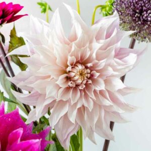 Dahlia Cafe Au lait, 'Cafe Au Lait' Dahlia, Decorative Dahlias, Dinner Plate Dahlias, Dinnerplate Dahlias, Giant Dahlias, Cream Dahlia Flowers, Dahlia Tubers, Dahlia Bulbs, Dahlia Flower, Dahlia Flowers, summer bulbs