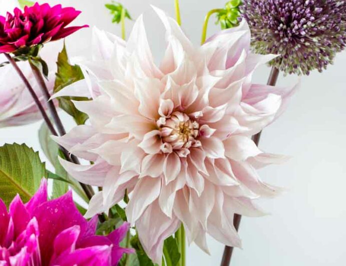 Dahlia Cafe Au lait, 'Cafe Au Lait' Dahlia, Decorative Dahlias, Dinner Plate Dahlias, Dinnerplate Dahlias, Giant Dahlias, Cream Dahlia Flowers, Dahlia Tubers, Dahlia Bulbs, Dahlia Flower, Dahlia Flowers, summer bulbs