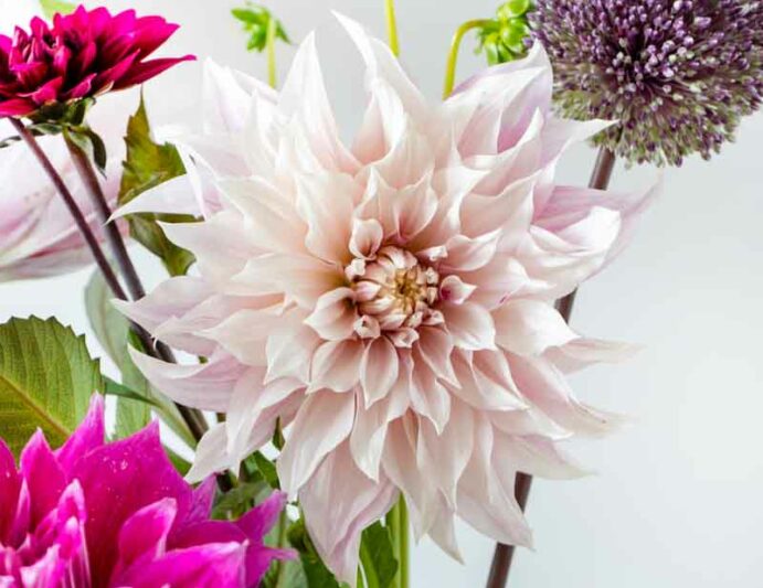 Dahlia Cafe Au lait, 'Cafe Au Lait' Dahlia, Decorative Dahlias, Dinner Plate Dahlias, Dinnerplate Dahlias, Giant Dahlias, Cream Dahlia Flowers, Dahlia Tubers, Dahlia Bulbs, Dahlia Flower, Dahlia Flowers, summer bulbs