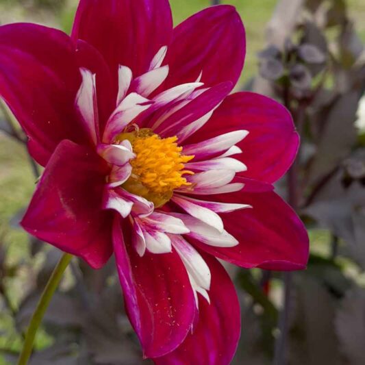 Dahlia Night Butterfly, Night Butterfly Dahlia, Collarette Dahlias, Dahlias, Red Dahlia Flowers, Bicolor Dahlias, Dahlia Tubers, Dahlia Bulbs, Dahlia Flower, Dahlia Flowers, summer bulbs