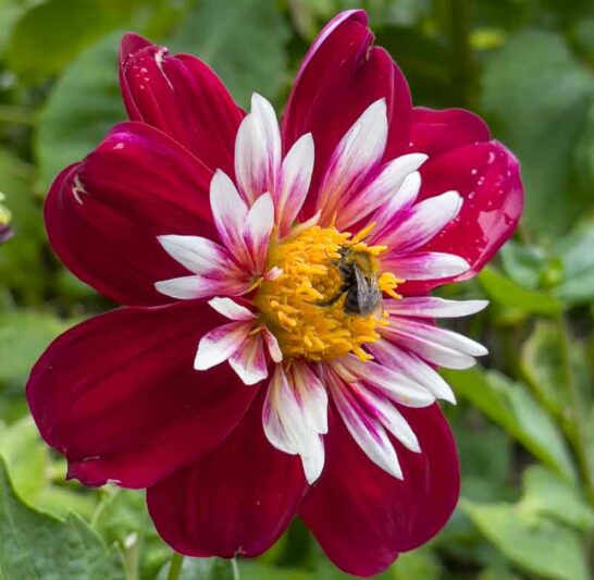 Dahlia Night Butterfly, Night Butterfly Dahlia, Collarette Dahlias, Dahlias, Red Dahlia Flowers, Bicolor Dahlias, Dahlia Tubers, Dahlia Bulbs, Dahlia Flower, Dahlia Flowers, summer bulbs