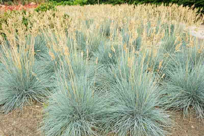 Festuca Glauca 'Elijah Blue',Blue Fescue 'Elijah Blue', Festuca Ovina Glauca 'Elijah Blue', Festuca Ovina Glauca 'Elija-blue', Blue Fescue, drought tolerant grass, drought tolerant perennial