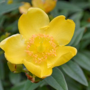 Helianthemum Nummularium, Rock Rose, yellow flowers, ground covers, grouncover, perennial ground cover