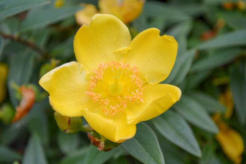 Helianthemum Nummularium, Rock Rose, yellow flowers, ground covers, grouncover, perennial ground cover