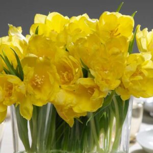 Tulipa Monte Carlo,Tulip Monte Carlo,Tulipe Monte Carlo, Double Early Tulip 'Monte Carlo', Double Early Tulips, Spring Bulbs, Spring Flowers, Yellow Tulips