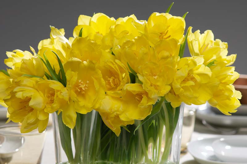 Tulipa Monte Carlo,Tulip Monte Carlo,Tulipe Monte Carlo, Double Early Tulip 'Monte Carlo', Double Early Tulips, Spring Bulbs, Spring Flowers, Yellow Tulips
