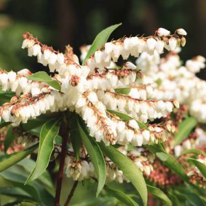 Pieris ‘Brouwer’s Beauty’, Japanese Andromeda ‘Brouwer’s Beauty’, Hybrid Andromeda ‘Brouwer’s Beauty’, Lily of the Valley Shrub