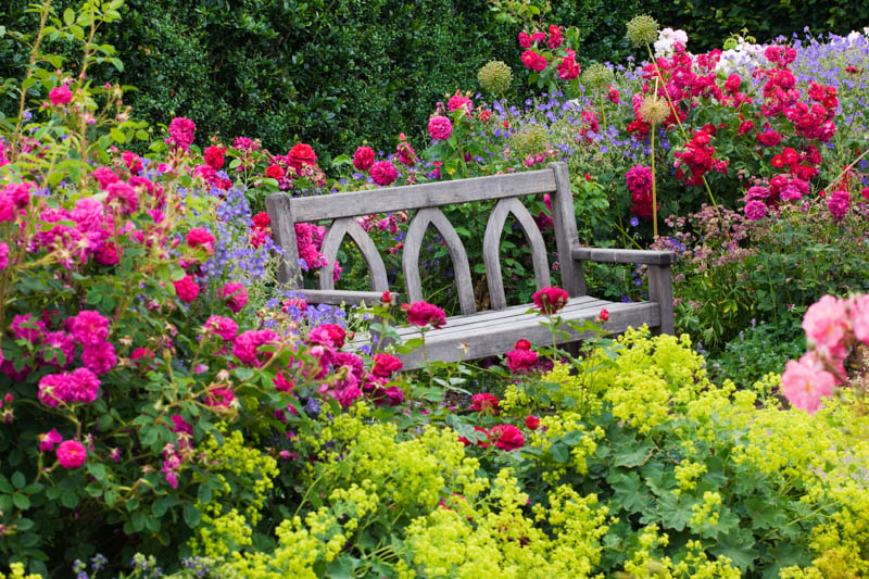 RHS GARDEN ROSEMOOR DEVON: A PLACE TO SIT - WOODEN BENCH/ SEAT SURROUNDED BY RED ROSES AND ALCHEMILLA MOLLIS