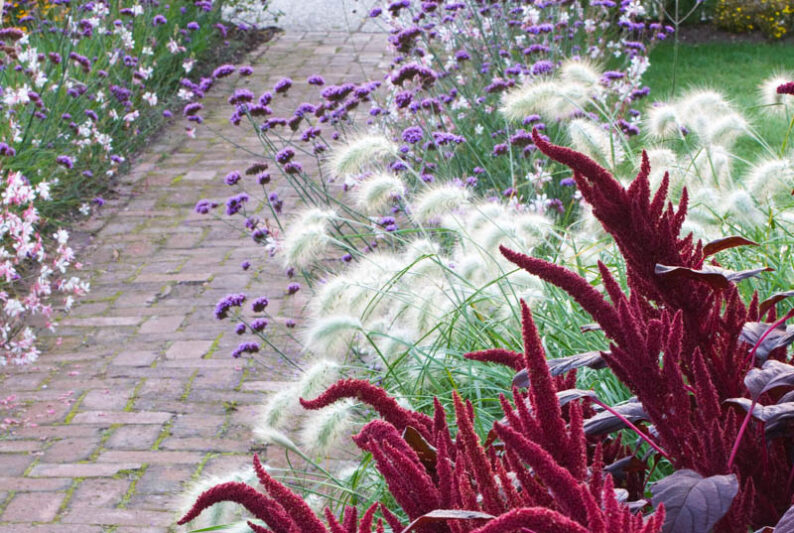 Purpletop Vervain (Verbena bonariensis): Varieties, Uses, Care