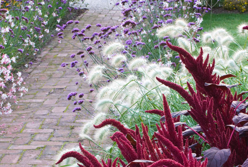 Verbena Bonariensis, Tall Verbena, Purpletop Vervain, Brazilian Verbena, Upright Verbena, Purple summer flowers, Drought Tolerant plant, purple flowers