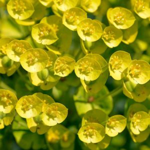 Euphorbia Characias, Spurge, Mediterranean Spurge, Euphorbia Characias subsp. Wulfenii