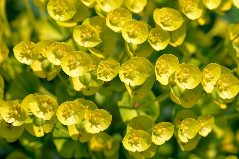 Euphorbia Characias, Spurge, Mediterranean Spurge, Euphorbia Characias subsp. Wulfenii