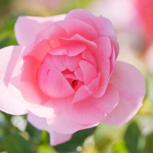 Rose Bonica, Rosa 'Bonica', Rosa 'Demon', Rosa 'Bonica '82', Rosa 'Meidomonac', Ground Cover Rose 'Bonica', Floribunda Rose 'Bonica', Shrub Rose 'Bonica', David Austin Rose, Shrub roses, Roses for hedges, pink roses