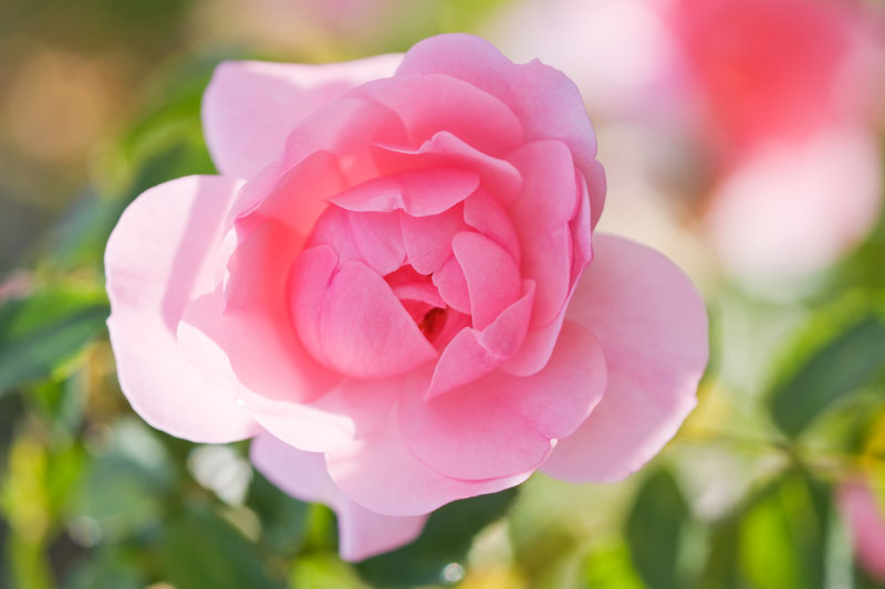 Rose Bonica, Rosa 'Bonica', Rosa 'Demon', Rosa 'Bonica '82', Rosa 'Meidomonac', Ground Cover Rose 'Bonica', Floribunda Rose 'Bonica', Shrub Rose 'Bonica', David Austin Rose, Shrub roses, Roses for hedges, pink roses