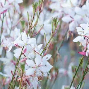 Lindheimer's Beeblossom, Gaura Lindheimeri, drought tolerant perennials, White Gaura, White flowers, deer resistant perennial, salt tolerant perennial