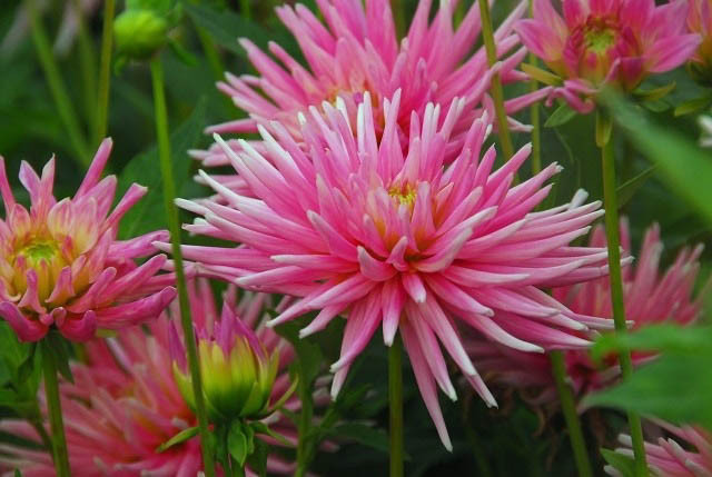 Dahlia 'Park Princess', 'Park Princess' Dahlia, Cactus Dahlias, Dahlias for borders, Dahlias for containers, Dahlias for cutting, Pink Dahlias, Dahlia Tubers
