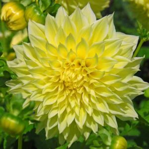 Dahlia Kelvin Floodlight, 'Kelvin Floodlight' Dahlia, Decorative Dahlias, Dinner Plate Dahlias, Dinnerplate Dahlias, Decorative Dahlias, Giant Dahlias, Yellow Dahlias, Dahlia Tubers, Dahlia Bulbs, Dahlia Flower, Dahlia Flowers, summer bulbs