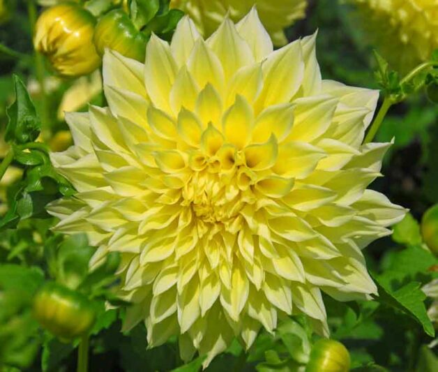 Dahlia Kelvin Floodlight, 'Kelvin Floodlight' Dahlia, Decorative Dahlias, Dinner Plate Dahlias, Dinnerplate Dahlias, Decorative Dahlias, Giant Dahlias, Yellow Dahlias, Dahlia Tubers, Dahlia Bulbs, Dahlia Flower, Dahlia Flowers, summer bulbs