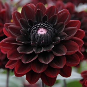 Dahlia 'Karma Choc', 'Karma Choc' Dahlia, Water Lily Dahlias, Black Dahlias, Black Dahlia, Dahlia Tubers, Dahlia Bulbs, Dahlia Flower, Dahlia Flowers, summer bulbs