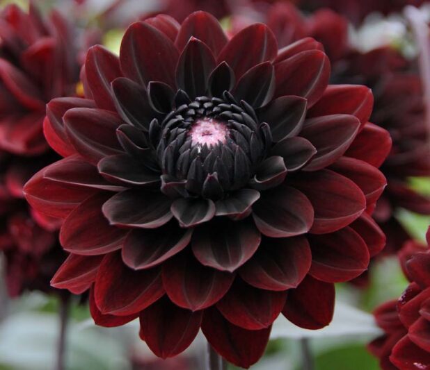 Dahlia 'Karma Choc', 'Karma Choc' Dahlia, Water Lily Dahlias, Black Dahlias, Black Dahlia, Dahlia Tubers, Dahlia Bulbs, Dahlia Flower, Dahlia Flowers, summer bulbs