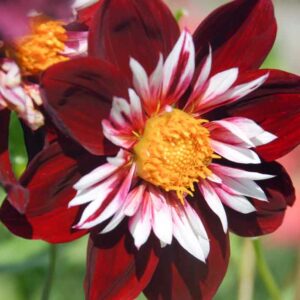 Dahlia Night Butterfly, Night Butterfly Dahlia, Collarette Dahlias, Dahlias, Red Dahlia Flowers, Bicolor Dahlias, Dahlia Tubers, Dahlia Bulbs, Dahlia Flower, Dahlia Flowers, summer bulbs