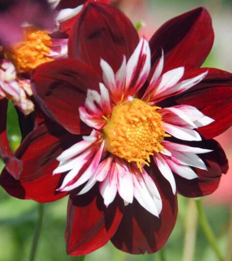 Dahlia Night Butterfly, Night Butterfly Dahlia, Collarette Dahlias, Dahlias, Red Dahlia Flowers, Bicolor Dahlias, Dahlia Tubers, Dahlia Bulbs, Dahlia Flower, Dahlia Flowers, summer bulbs