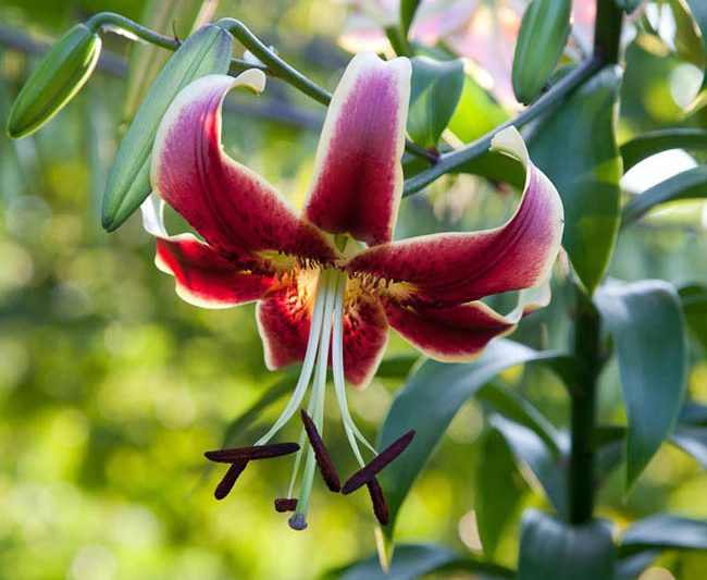 Lilium 'Scheherazade', Lilium 'Sheherazade', Lily 'Scheherazade', Lily 'Sheherazade', Oriental Lily 'Scheherazade', Oriental Trumpet Lily, Orienpet Lily, Oriental Trumpet Lilies, Orienpet Lilies, Pink Lilies, Bicolor Lilies, Fragrant lilies, Lily flower,