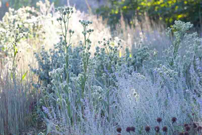 Eryngium yuccifolium and Perovskia atriplicifolia ‘Little Spire’ create a sea of silver