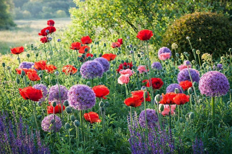Allium Globemaster, Ornamental Onion 'Globemaster', Ornamental Garlic 'Globemaster', Spring Bulbs, Spring Flowers, Purple flowers, Late Spring flowers