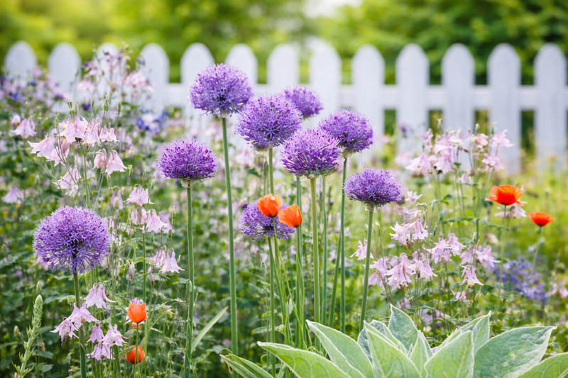 Allium hollandicum 'Purple Sensation': Uses, Design Ideas, Care