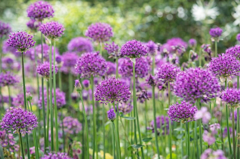 Allium Hollandicum 'Purple Sensation' , Allium 'Purple Sensation', Allium Aflatunense 'Purple Sensation', Flowering Onion, Ornamental Onion, Allium Hollandicum, Spring Bulbs, Spring Flowers