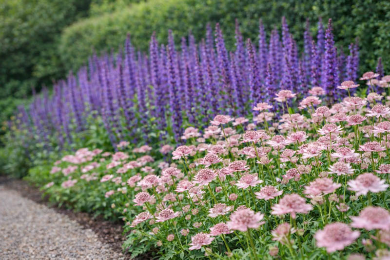 Astrantia and salvia nemorosa Caradonna