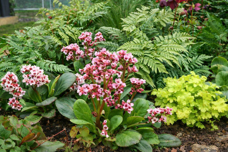 Bergenia cordifolia, Crytomium fortunei, Heuchera