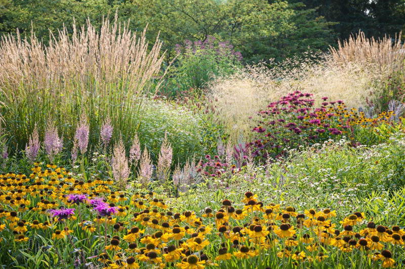 Calamagrostis acutiflora Karl Förster, Deschampsia cespitosa Goldschleier, Astilbe, Helenium, Kalimeris incisa Alba, Monarda