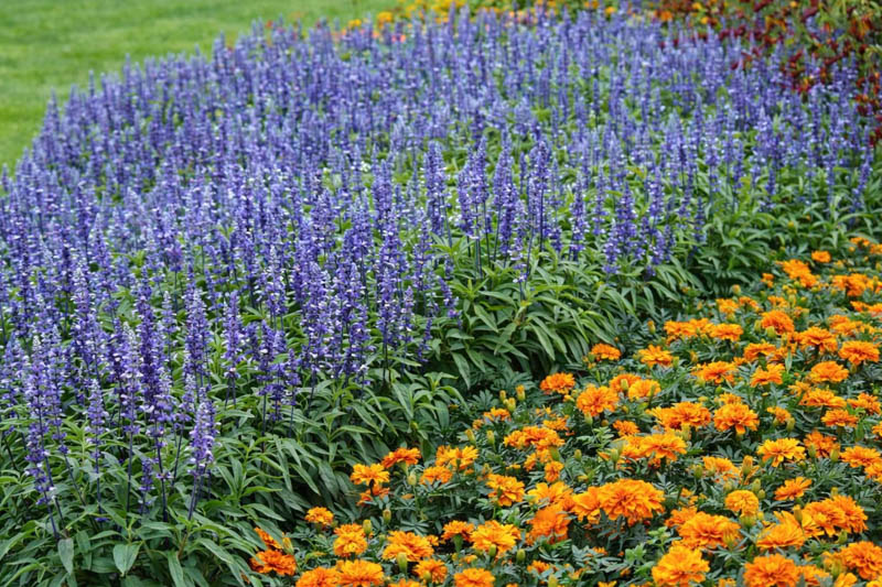 Salvia farinacea Fairy Queen and Marigolds (Tagetes)