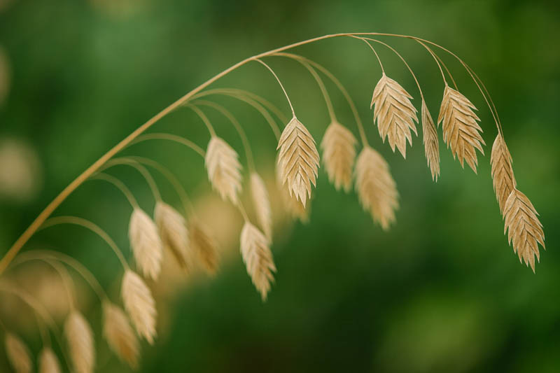 Chasmanthium Latifolium, North America Wild Oats, Northern Sea Oats, Spangle Grass, Sea Oats
