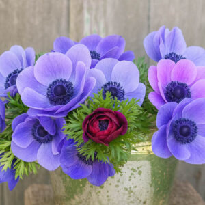 Anemone coronoria, Anemone de Caen, Poppy Anemone, Spanish Marigold, St Brigid Anemone, Anemone de Caen Hollandia, Anemone de Caen Bride, Anemone de Caen Mr Fokker, Anemone de Caen Sylphide,