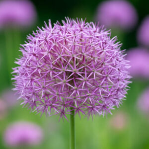 Allium Cristophii, Allium Christophii, Star of Persia, Allium Albopilosum, Ornamental Onion, Spring Bulbs, Spring Flowers , Purple Onions, Late Spring Bloom, Early Summer Bloom,