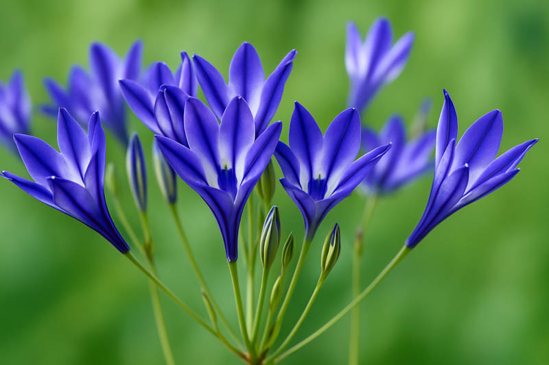 Triteleia laxa (Ithuriel's Spears)