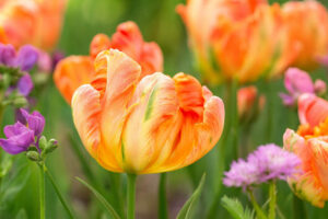 Tulipa Apricot Parrot, Tulip 'Apricot Parrot', Parrot Tulip 'Apricot Parrot', Parrot Tulips, Spring Bulbs, Spring Flowers, Tulipe Apricot Parrot, Parrot Tulip, Apricot Tulip, Tulipe perroquet
