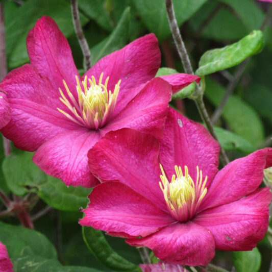 Clematis 'Ville de Lyon', Large-Flowered Clematis 'Ville de Lyon'', group 3 clematis, red clematis, Clematis Vine, Clematis Plant, Flower Vines, Clematis Flower, Clematis Pruning