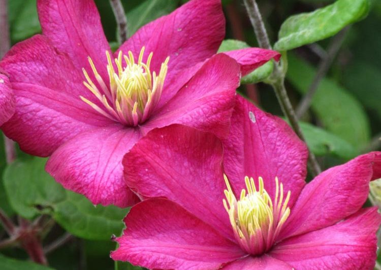 Clematis 'Ville de Lyon', Large-Flowered Clematis 'Ville de Lyon'', group 3 clematis, red clematis, Clematis Vine, Clematis Plant, Flower Vines, Clematis Flower, Clematis Pruning
