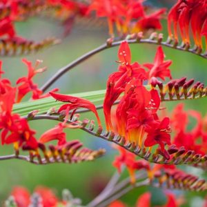 Crocosmia Lucifer, montbretia Lucifer, Crocosmia crocosmiiflora Lucifer, Coppertips Lucifer, Falling Stars Lucifer