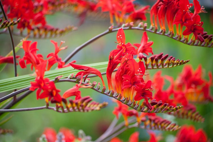 Crocosmia Lucifer, montbretia Lucifer, Crocosmia crocosmiiflora Lucifer, Coppertips Lucifer, Falling Stars Lucifer