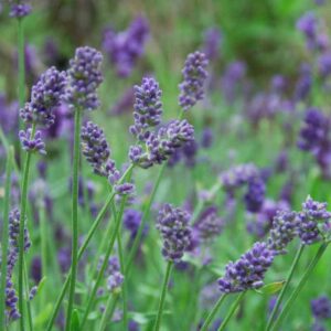Lavandula x Intermedia Provence, Lavender 'Provence', Lavandin 'Provence', Fat Spike Lavender 'Provence' , Purple flowers, Drought tolerant plant, Summer blooms, Deer resistant plants, fragrant flowers