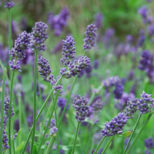 Lavandula x Intermedia Provence, Lavender 'Provence', Lavandin 'Provence', Fat Spike Lavender 'Provence' , Purple flowers, Drought tolerant plant, Summer blooms, Deer resistant plants, fragrant flowers